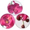 Real Touch Phalaenopsis Orchid Stem: Set of 2, 33.5-Inch, Floral Home by Artificial Flowers